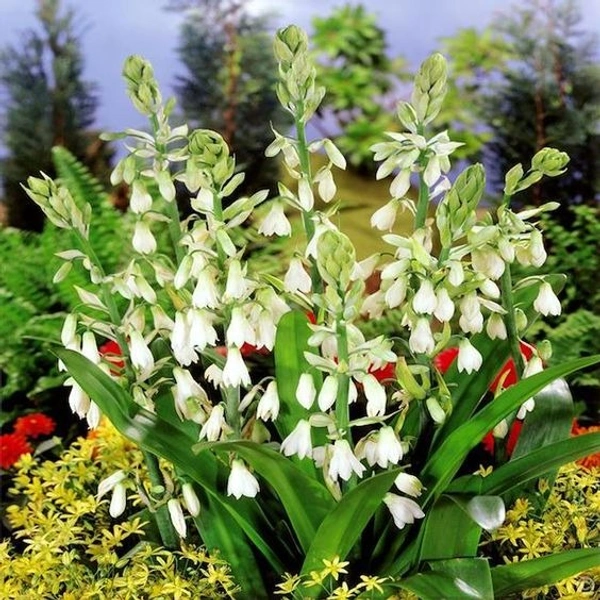 Galtonia Bulb
