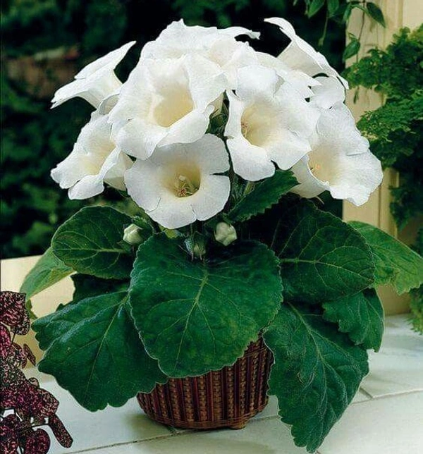 Gloxinia Bulb