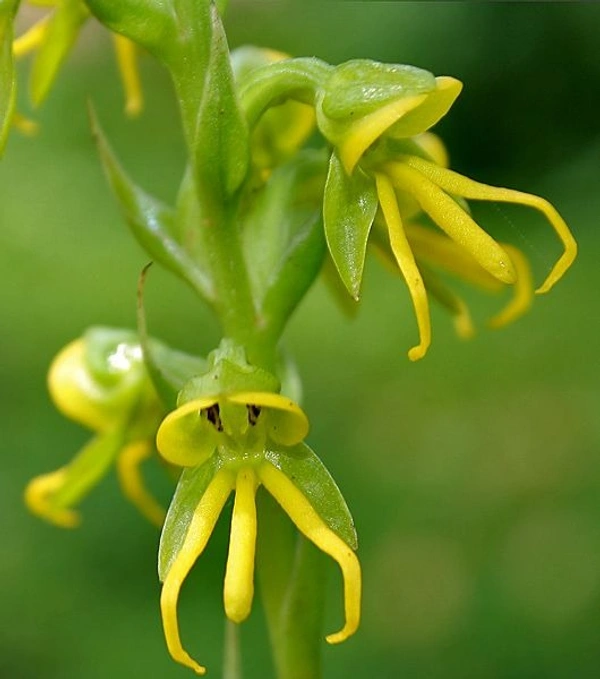Habenaria Bulb