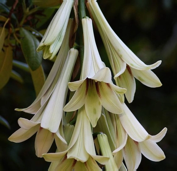 Cardiocrinum giganteum Bulb