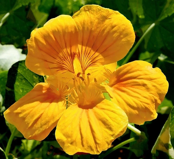 Tropaeolum Bulb