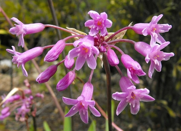 Tulbaghia Bulb