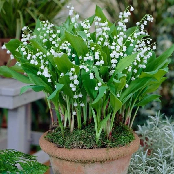 Convallaria Bulb