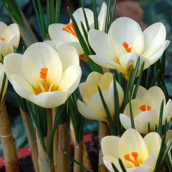 Crocus Bulb