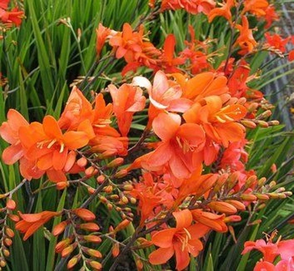 Crocosmia Bulb