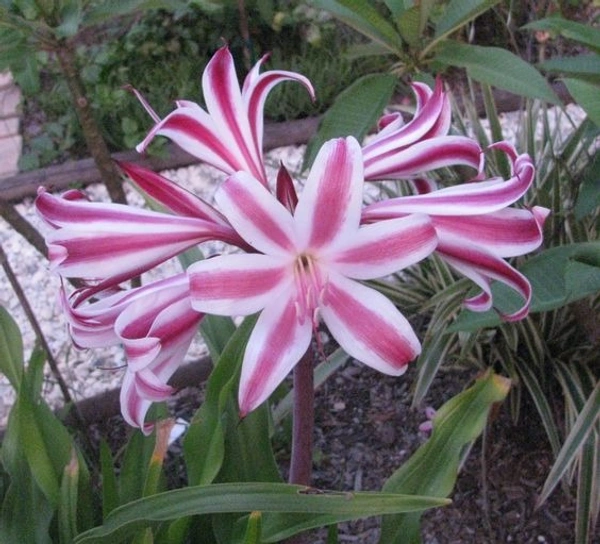 Crinum Bulb