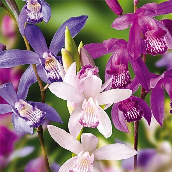 Bletilla Bulb