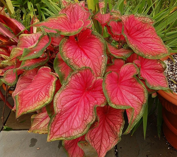 Caladium Bulb