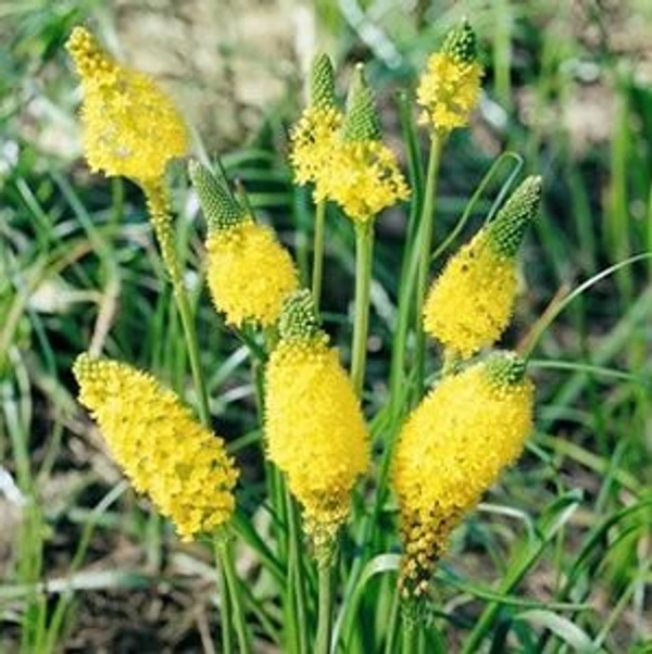 Bulbinella Bulb