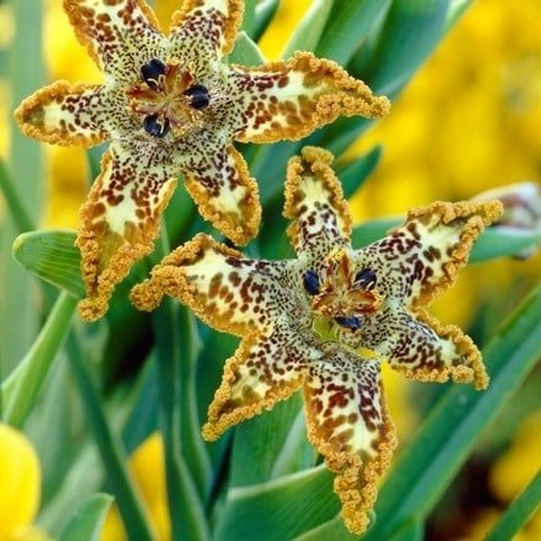 Ferraria Bulb