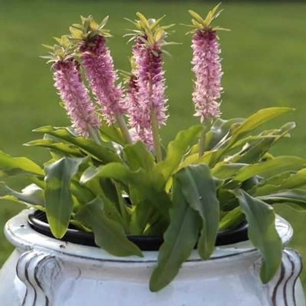 Eucomis Bulb
