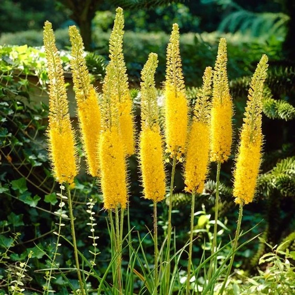 Eremurus Bulb