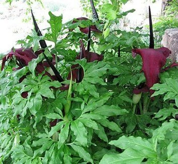 Dracunculus vulgaris Bulb