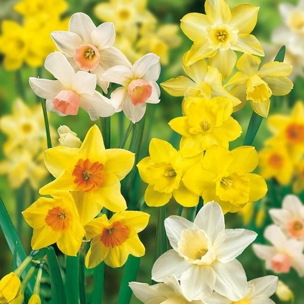 Daffodils Bulb