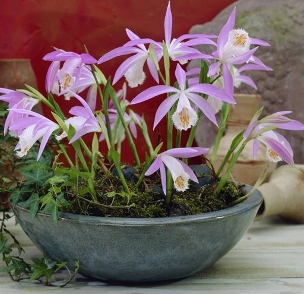 Pleione  Bulb