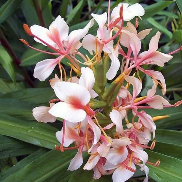 Hedychium Bulb