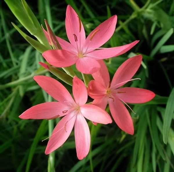 Schizostylis Bulb