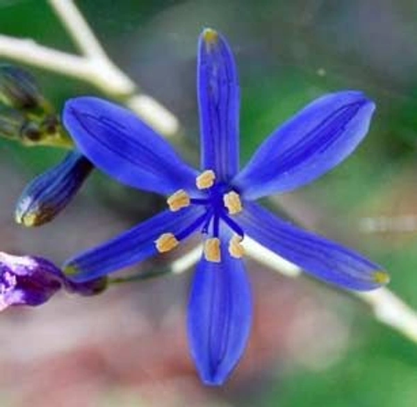 Pasithea  Bulb