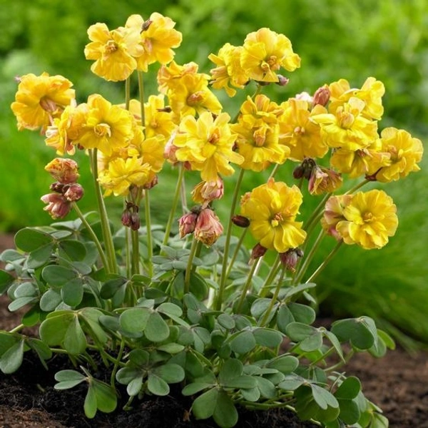 Oxalis  Bulb
