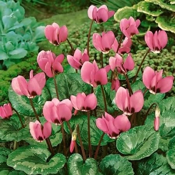 Cyclamen Bulb