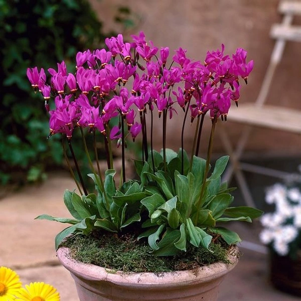 Dodecatheon Bulb