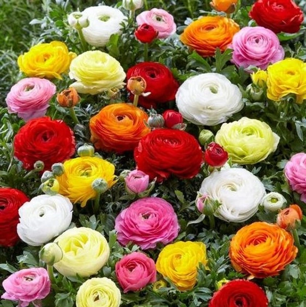 Ranunculus Bulb