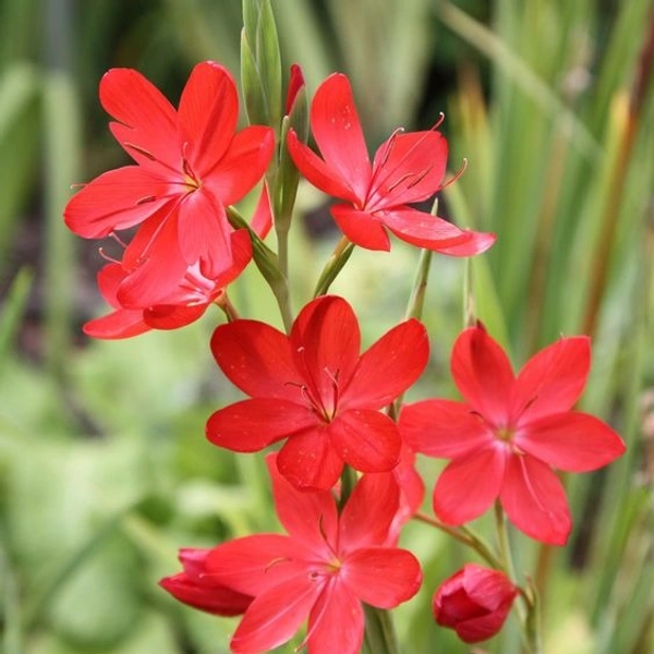 Hesperantha Bulb
