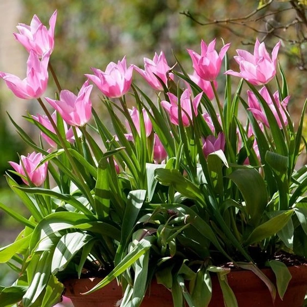 Tulip Bulb