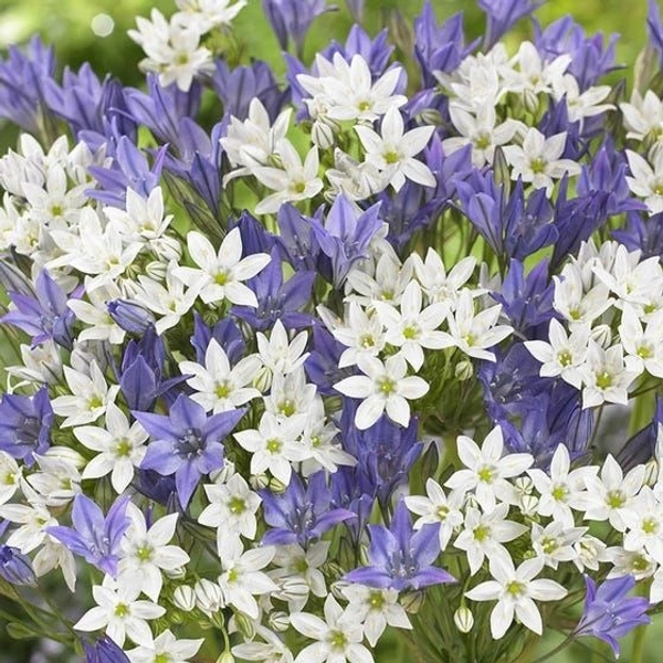 Triteleia Bulb