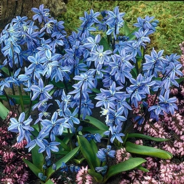 Scilla Bulb