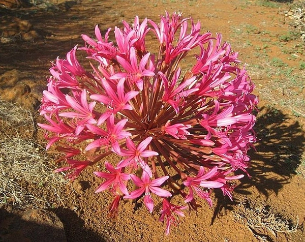 Brunsvigia Bulb