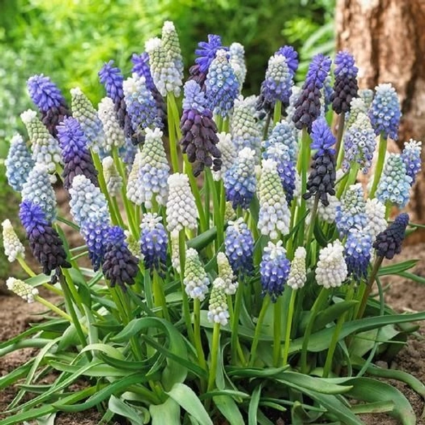 Muscari Bulb