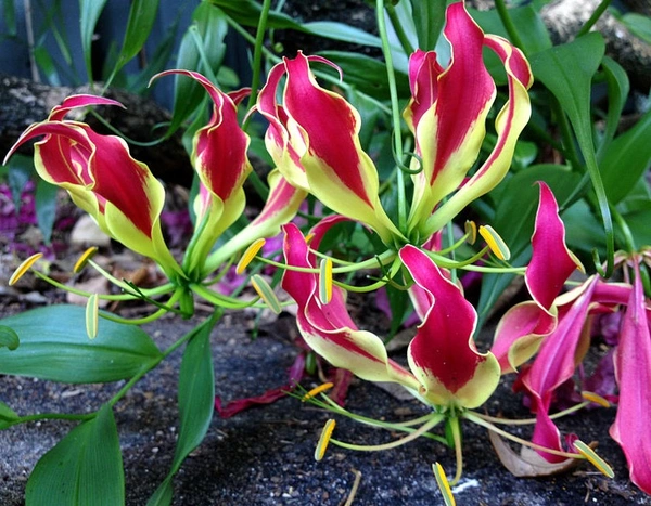 Gloriosa (plant) Bulb