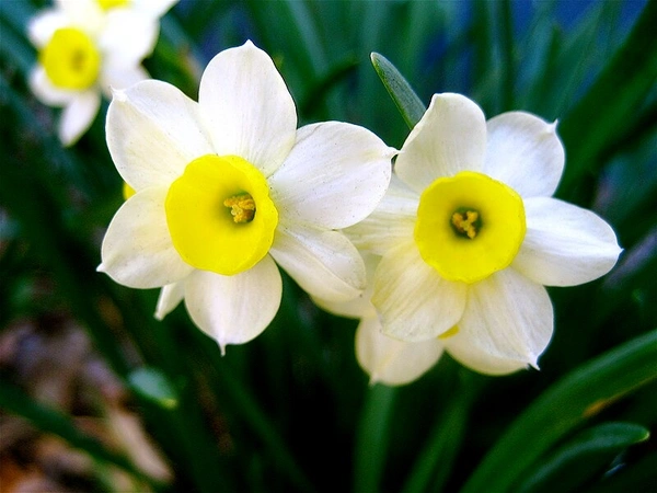 Narcissus (plant) Bulb