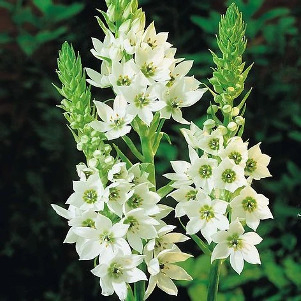 Ornithogalum (Chincherinchee)  Bulb