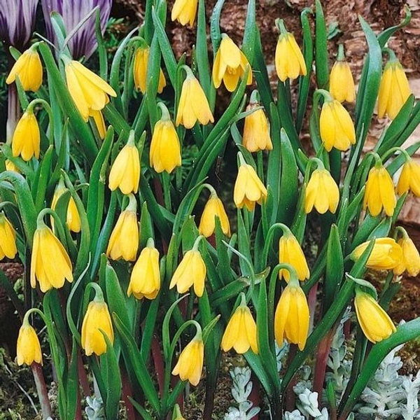 Uvularia Bulb