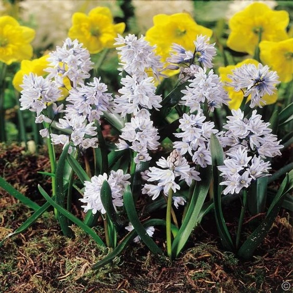 Puschkinia Bulb