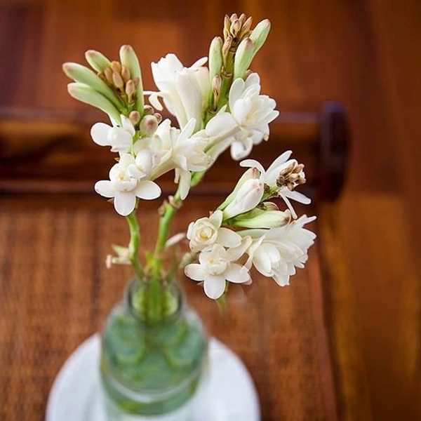 Rajnigandha Bulb