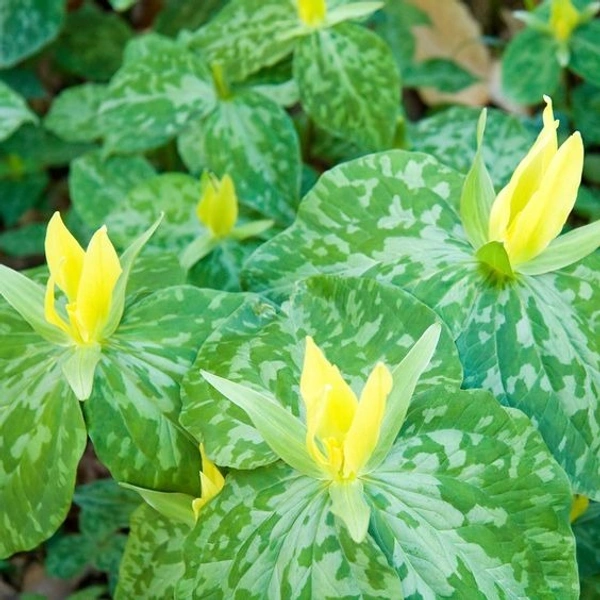 Trillium Bulb