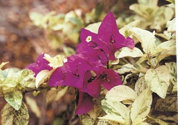 Bougainvillea Variegated Picta Aurea  Sapling (100 Pcs.)