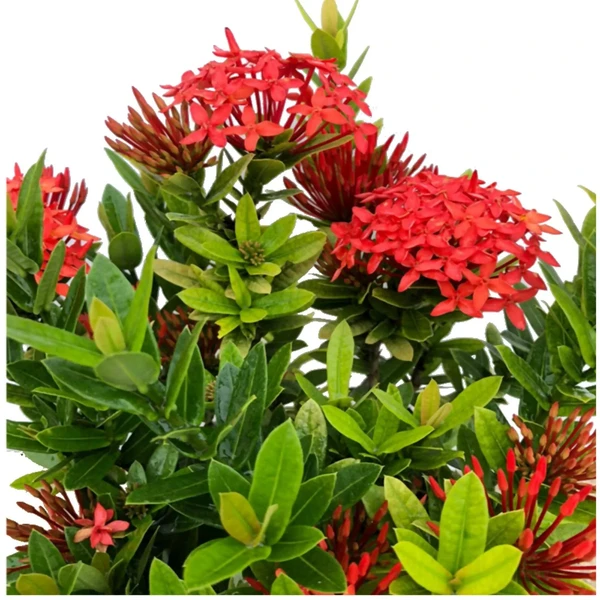 Ixora Chinese Sapling  (100 Pcs.)