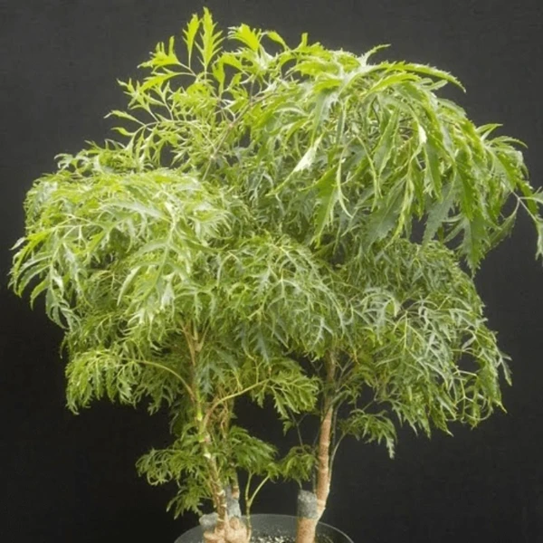 Aralia Ming Sapling (100 Pcs.)