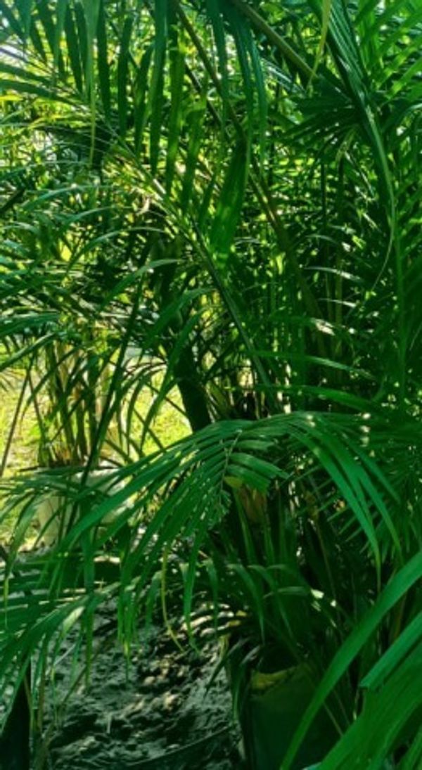 Areca Palm Seedling