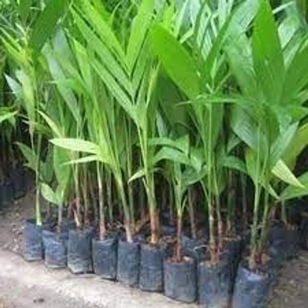 Arecanut Seedling Plant (100 Pcs.)