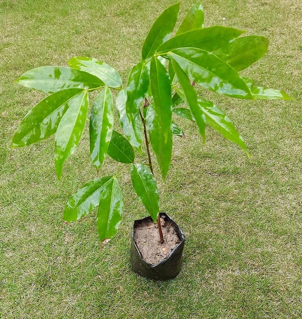 Ashoka Tree Seedling (100 Pcs.)