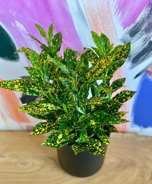 Gold Dust Croton Sapling (100 Pcs.)