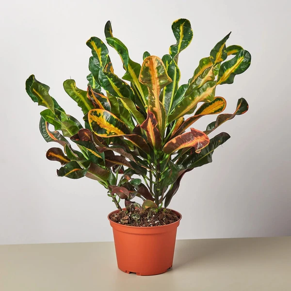 Mammy Croton (200 Pcs.) - Up To 1.5' Plant