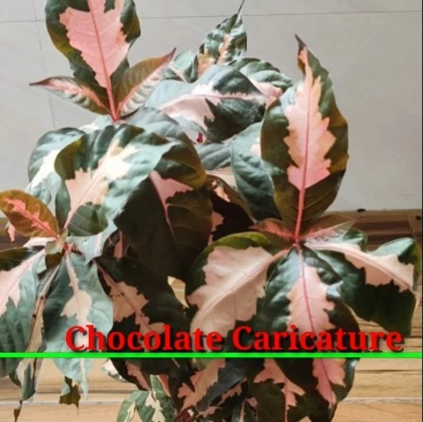 Jamaican Croton (Chocolate Caricature) Sapling (100 Pcs.)