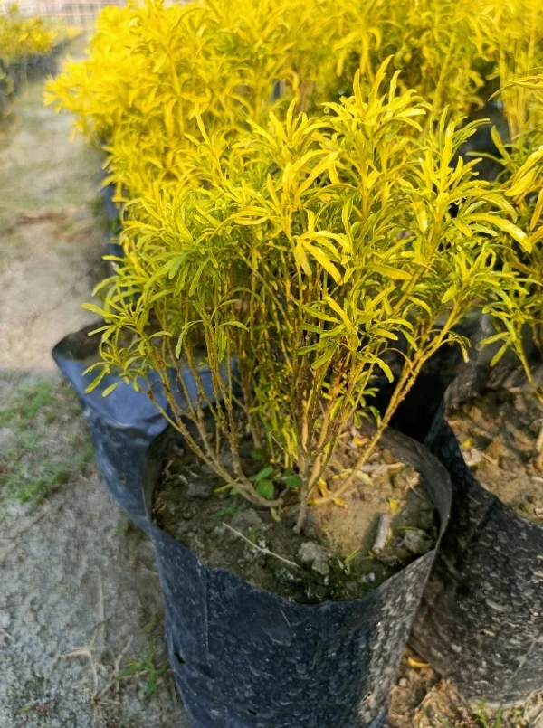 Aralia Green -Golden Sapling- (100 Pcs.)