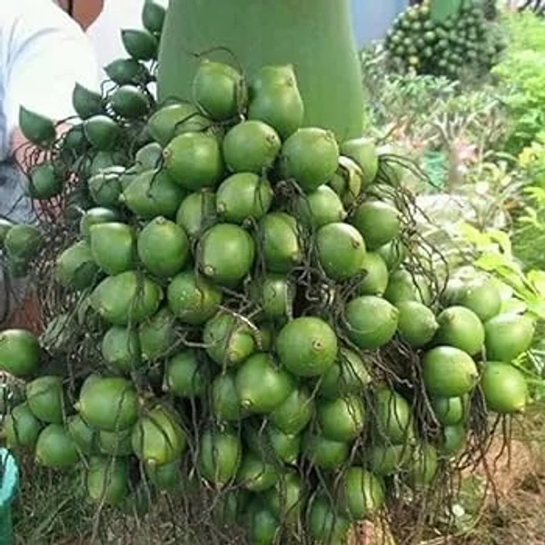 Arecanut-Vittal Areca Hybrid 1(50 Pcs.)